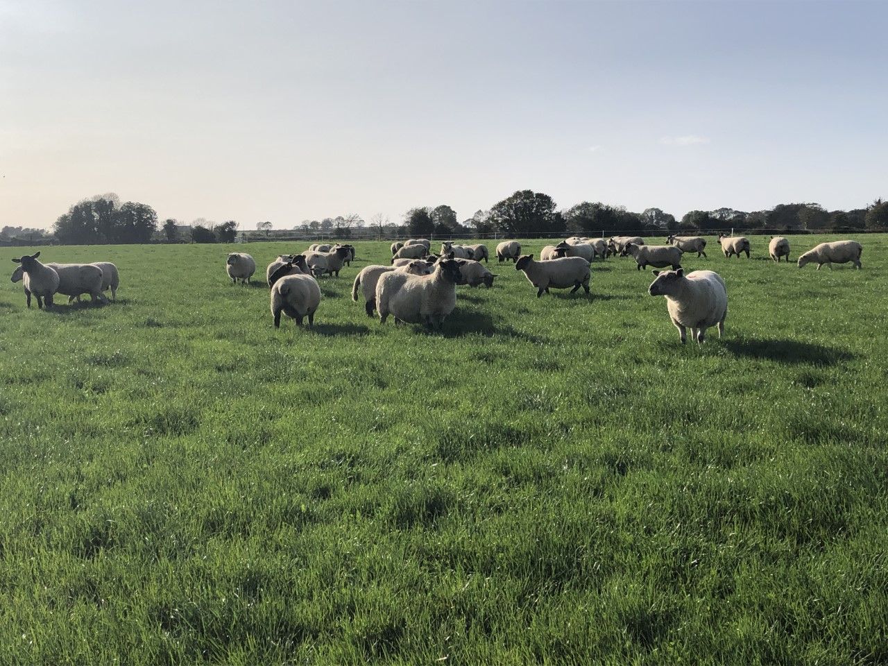 UK sheepmeat production rises 12% in May