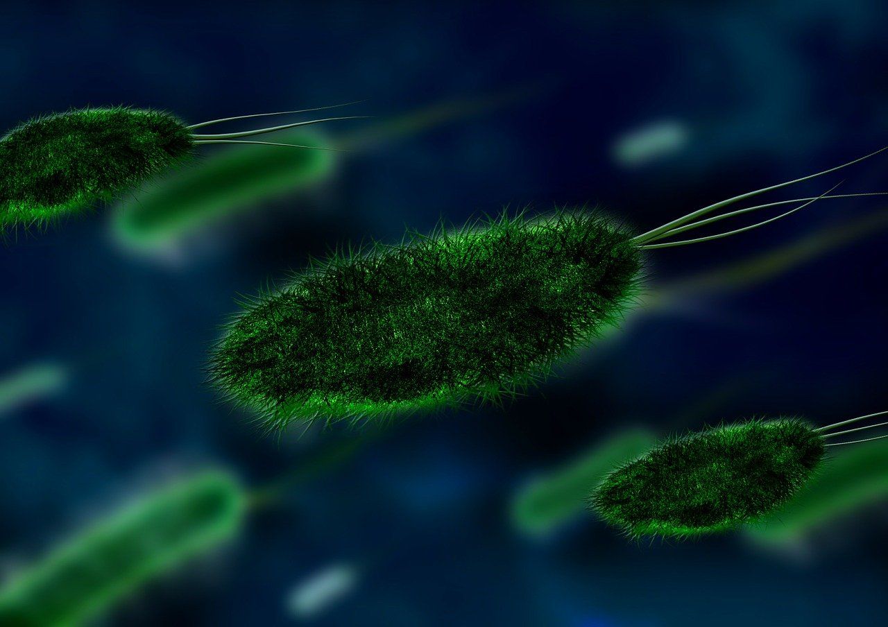 Research: Antibiotic removal not a ‘reset button’ for AMR