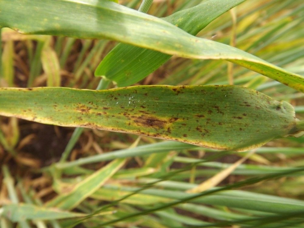 Looking and planning ahead for ramularia control without chlorothalonil