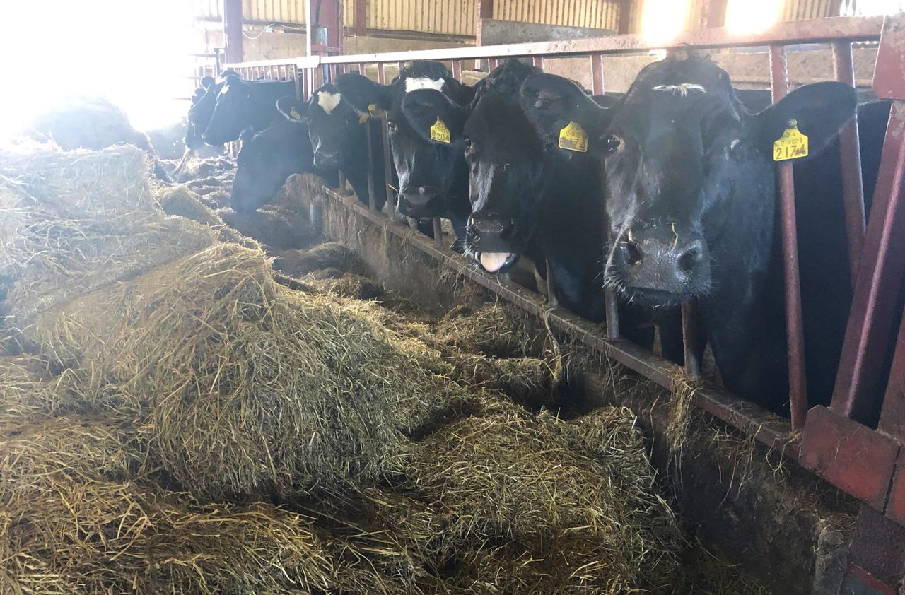 Dairy advice: Feeding minerals and treating parasites