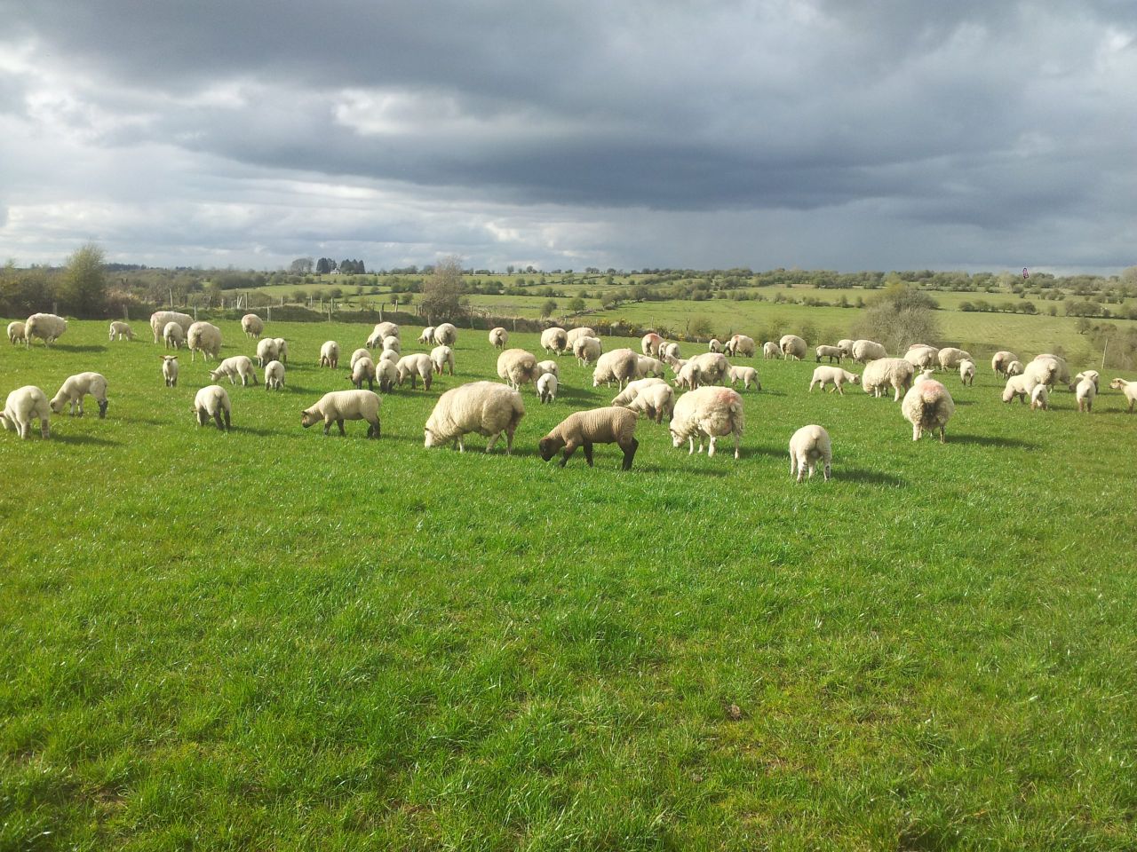 Australian lamb shortage drives up prices, but consumers not biting