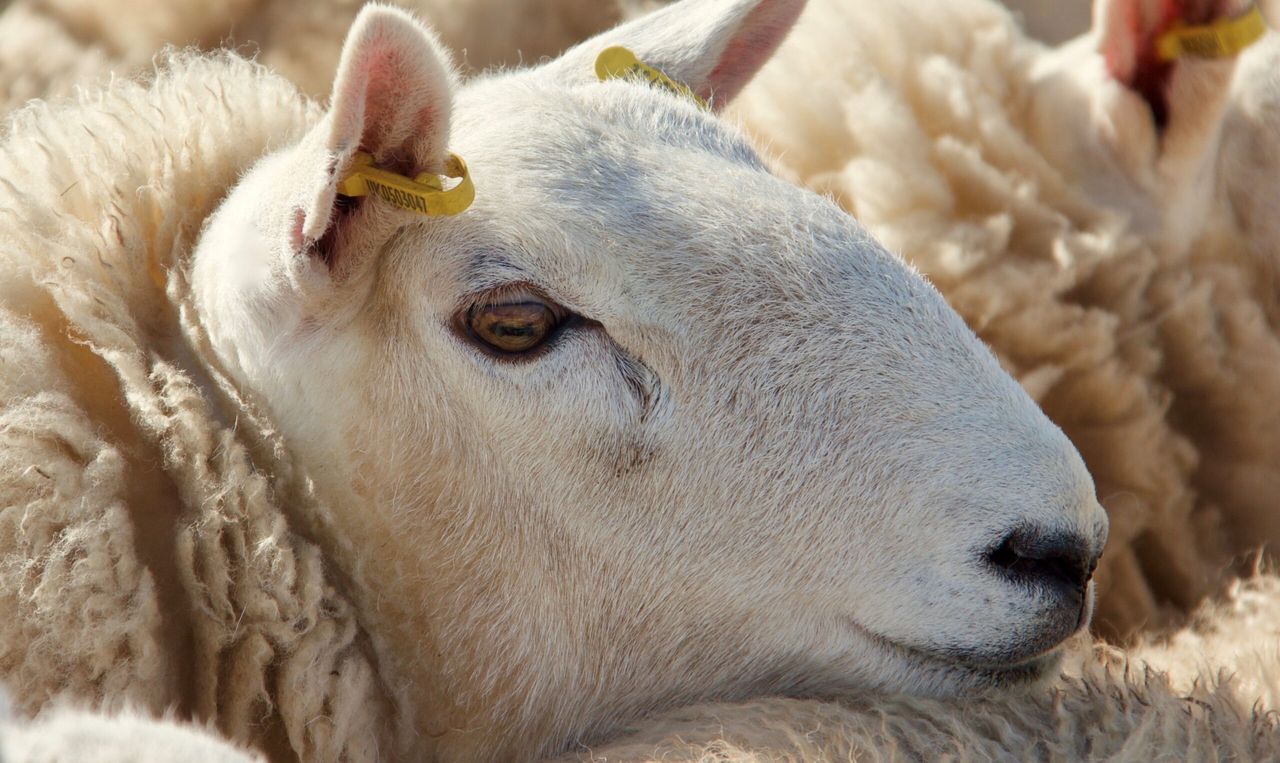 Operation Stock: 3 men charged over illegal sheep butchery offences