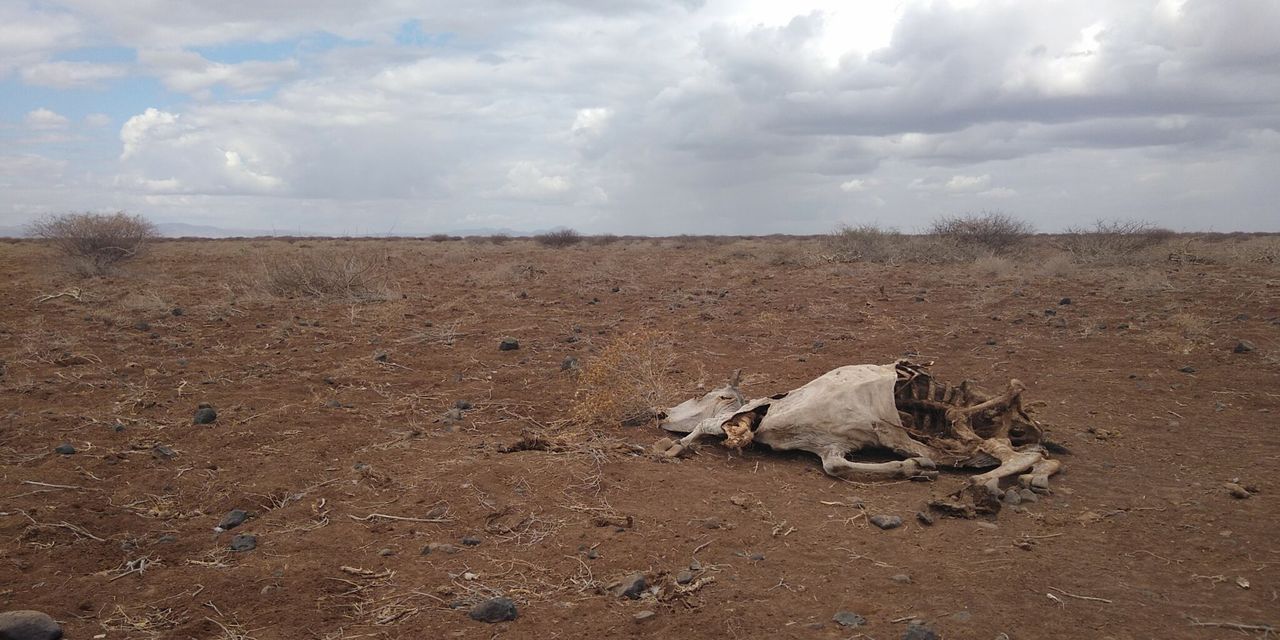 How climate change has left millions without food in northern Kenya