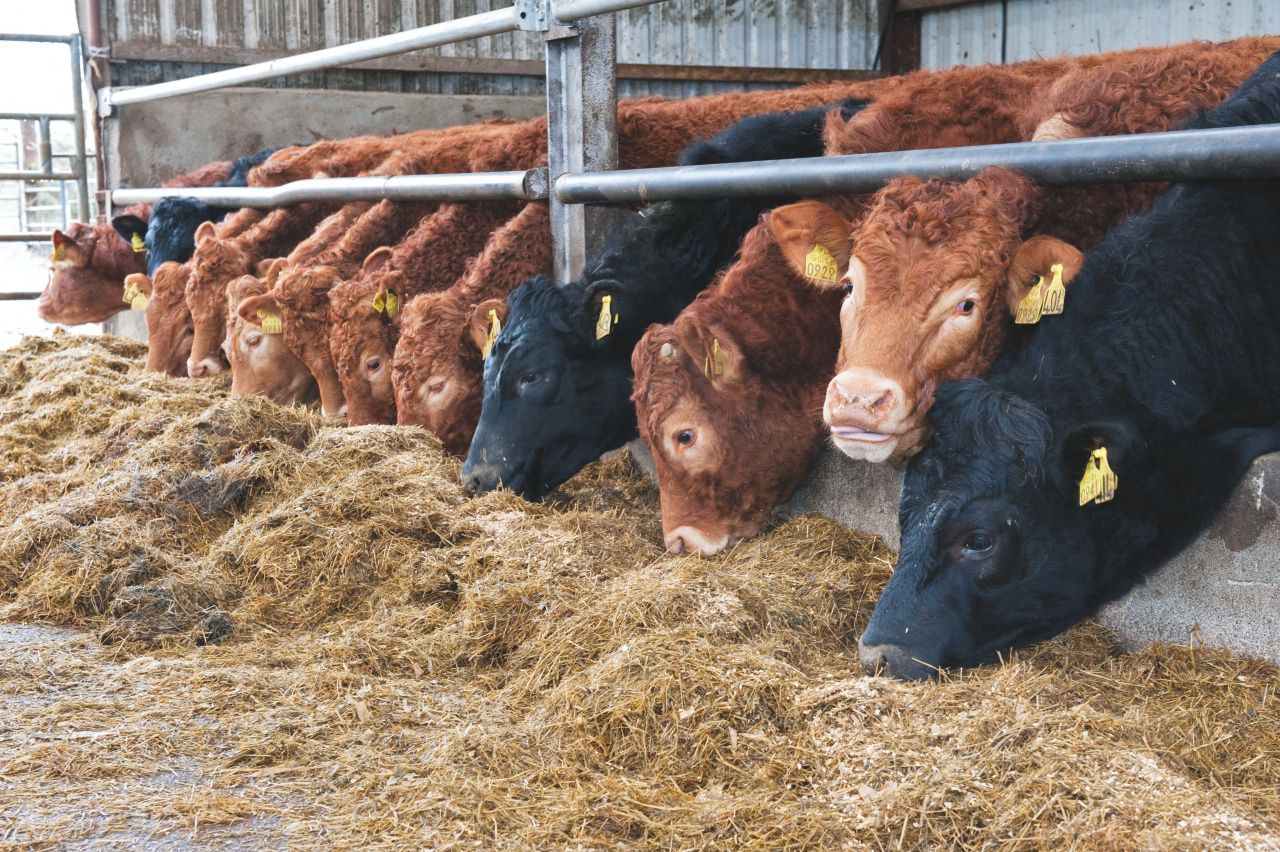 Reducing food production could cut emissions – UK report