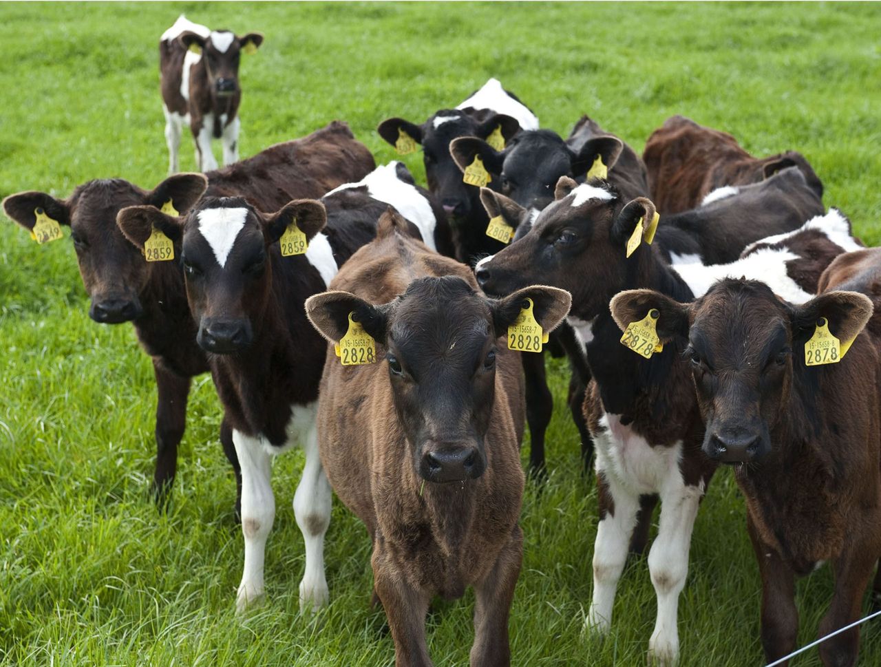 Dairy farmers aiming to increase cash flow with the use of beef AI sires