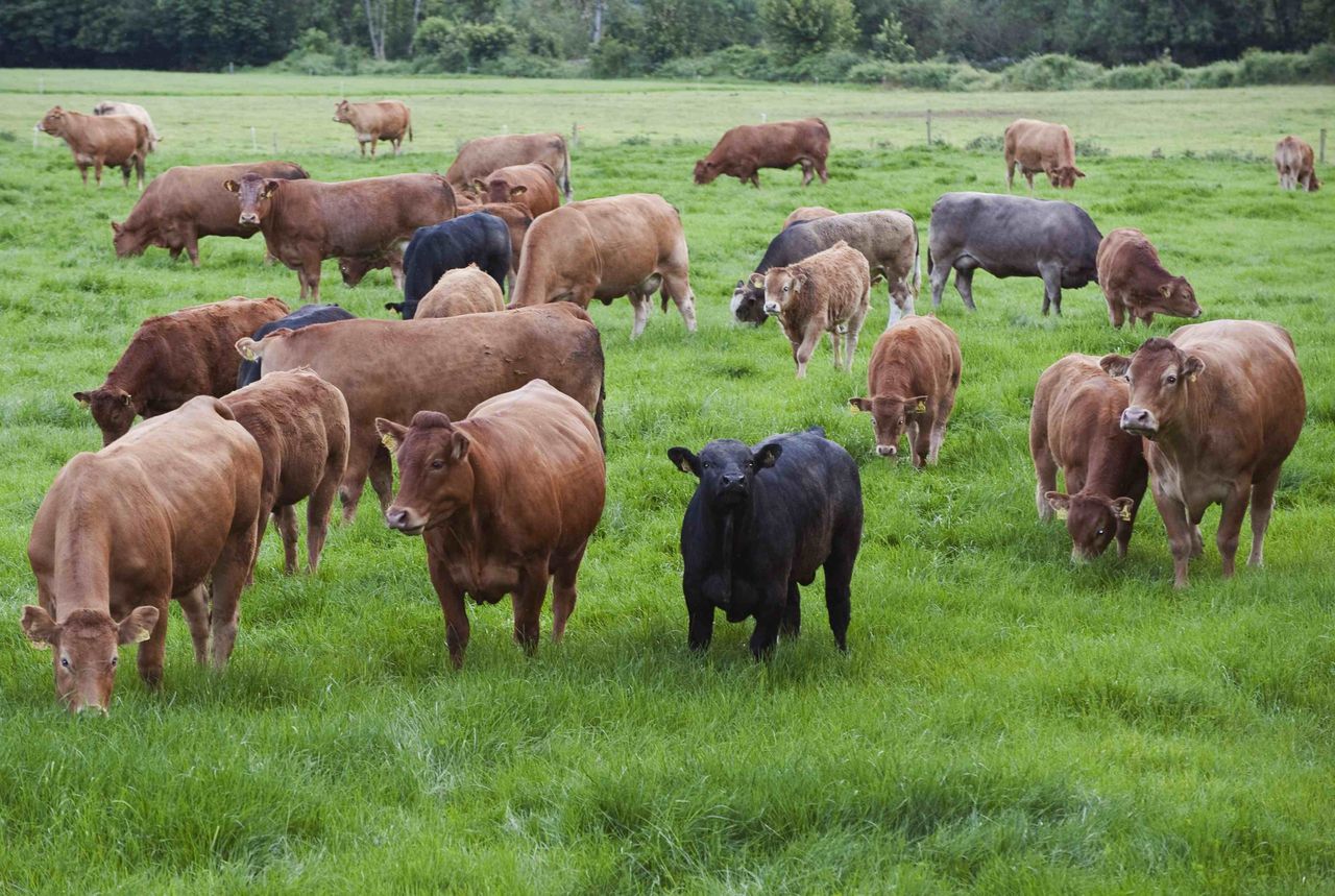 Limousins stretch across Ireland