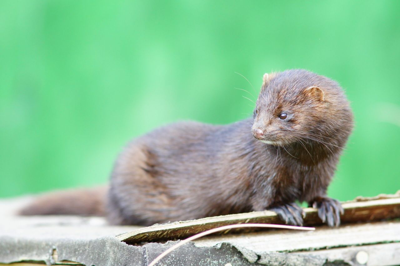 Denmark to cull all mink due to coronavirus mutation