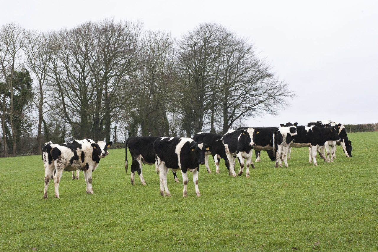 Award-winning heifer-rearing farm walk today