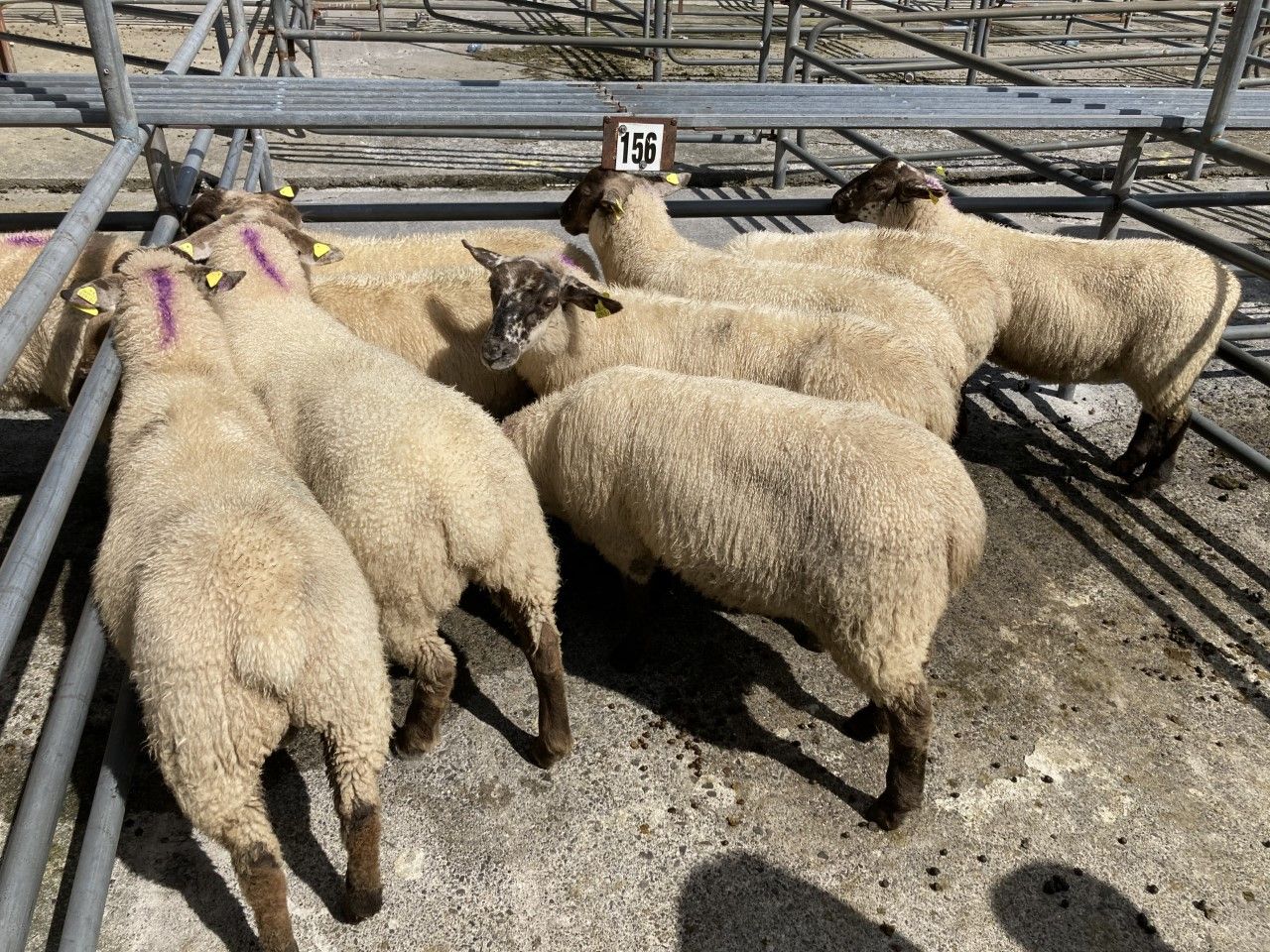 Shortage of lamb imports forecast for the UK Christmas period