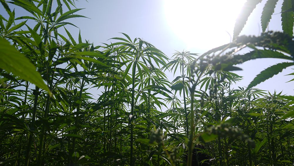 UK's largest hemp farm forced to destroy crop