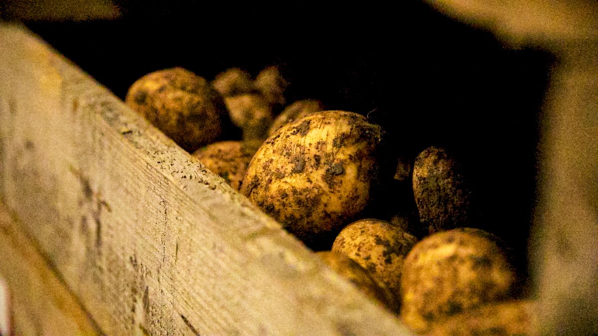 UN distributes seed potatoes to over 17,000 households in Ukraine