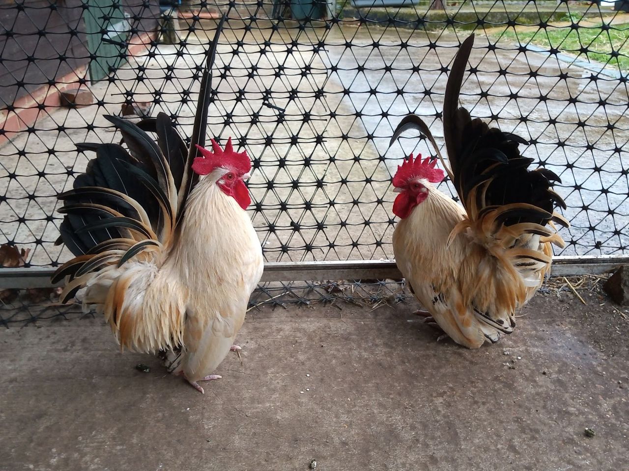 RSPCA continues its Adopter rehoming drive for farm animals