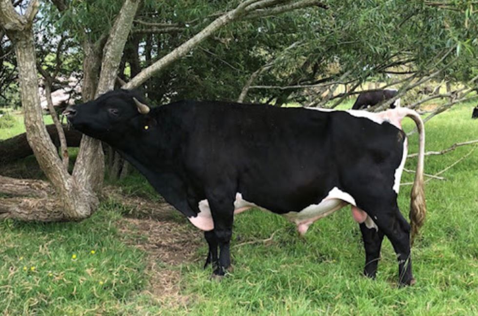 RBST Watchlist: 75 of the UK’s rarest breeds listed as ‘high priority’