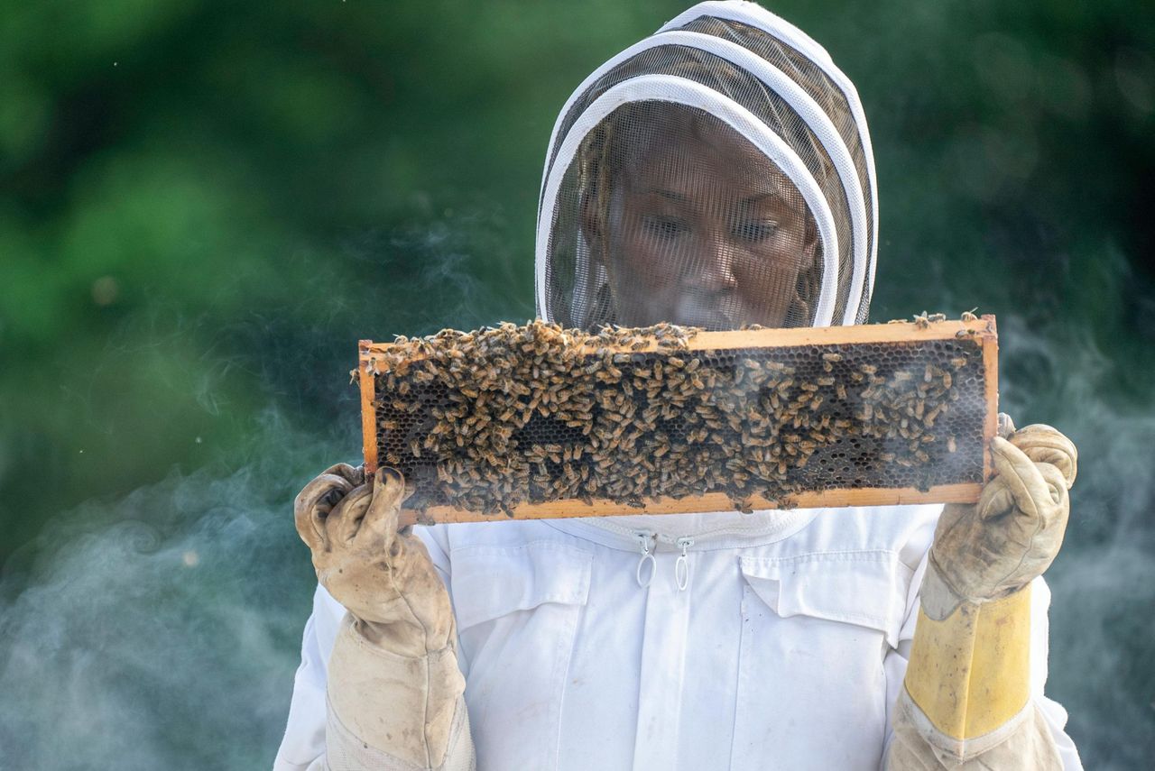 Beekeepers call for coordinated all-Ireland bee inspection service