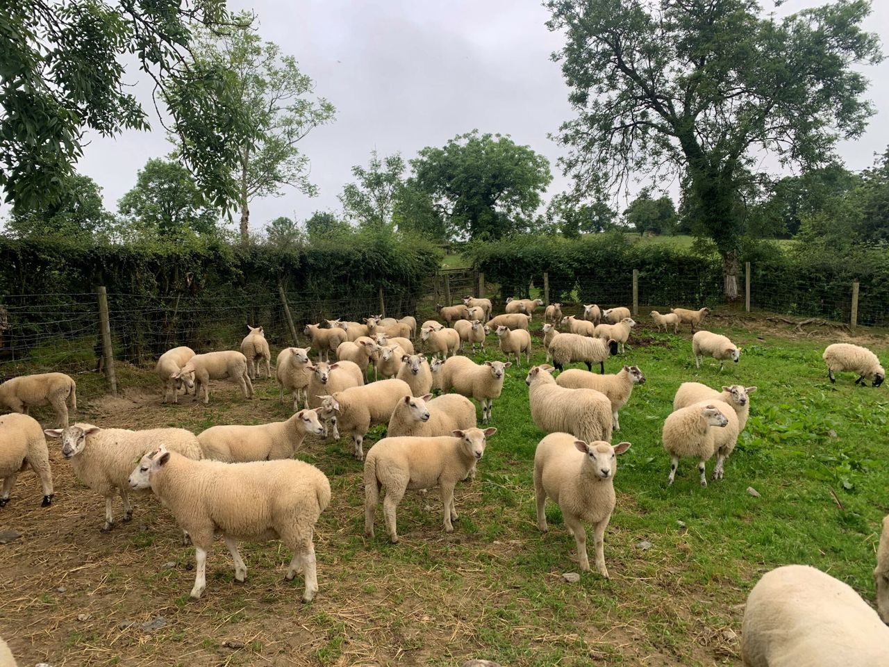 World’s first oral lice treatment for sheep registered