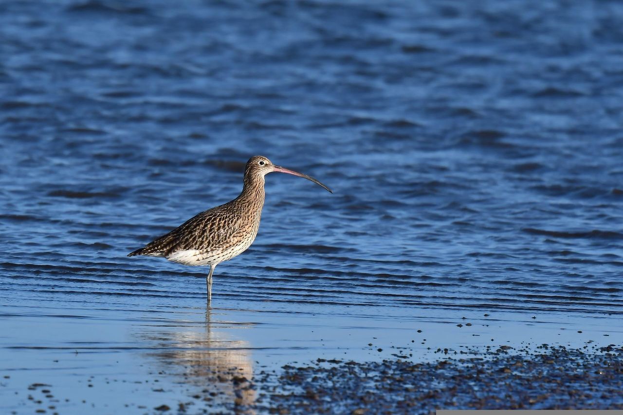 Curlew recovery project launched in Norfolk