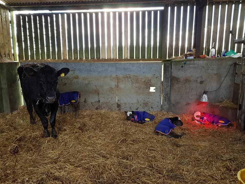 Meet the 1 in 11 million calves from Co. Down