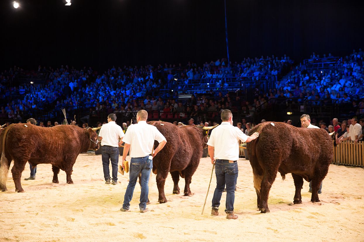 Breed championships among highlights of Sommet de l’Elevage