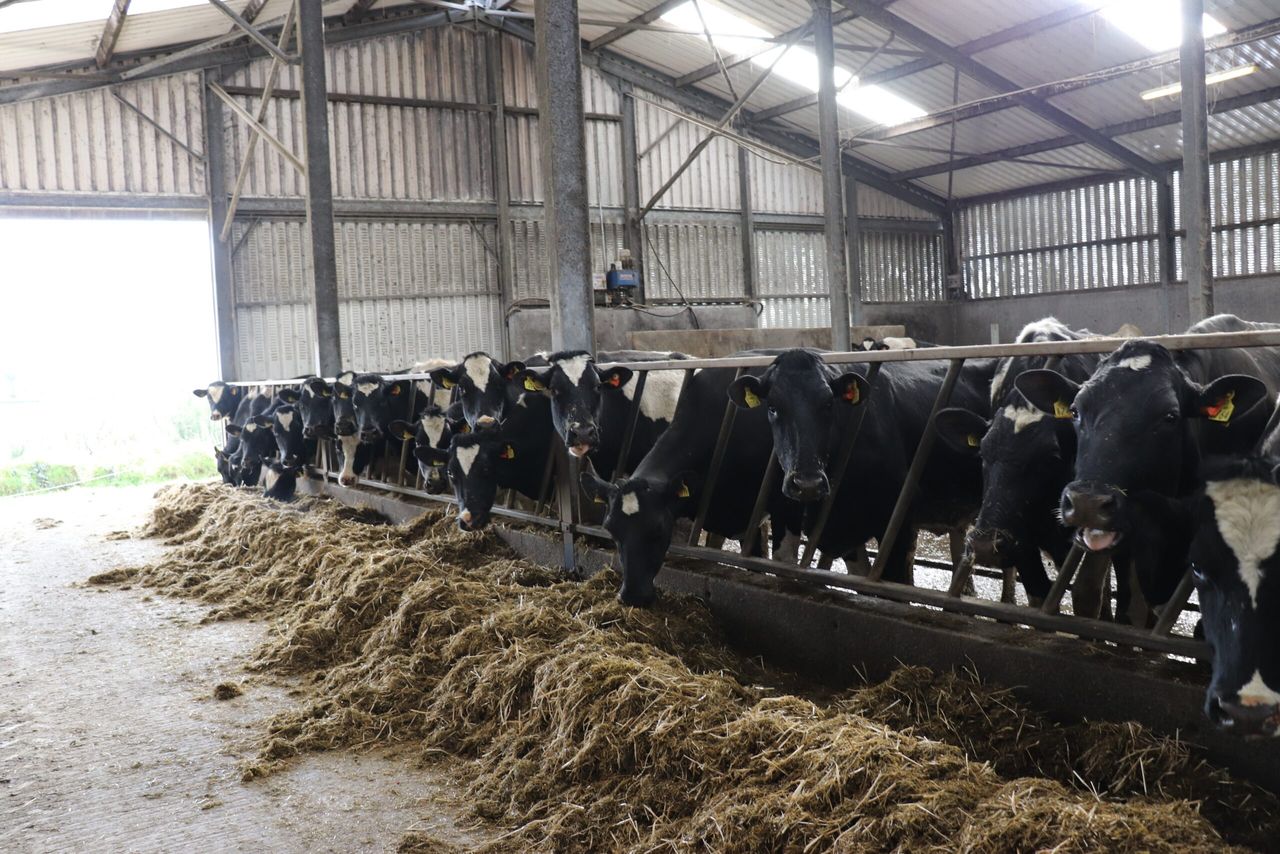 Dairy advice: 3 jobs to get ticked off your to-do list