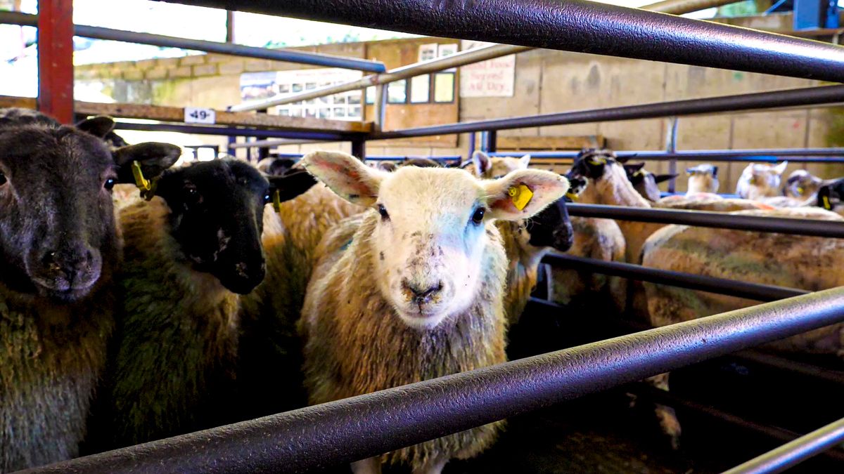NI sheep farmers to benefit from £1.27 million Covid-19 support scheme