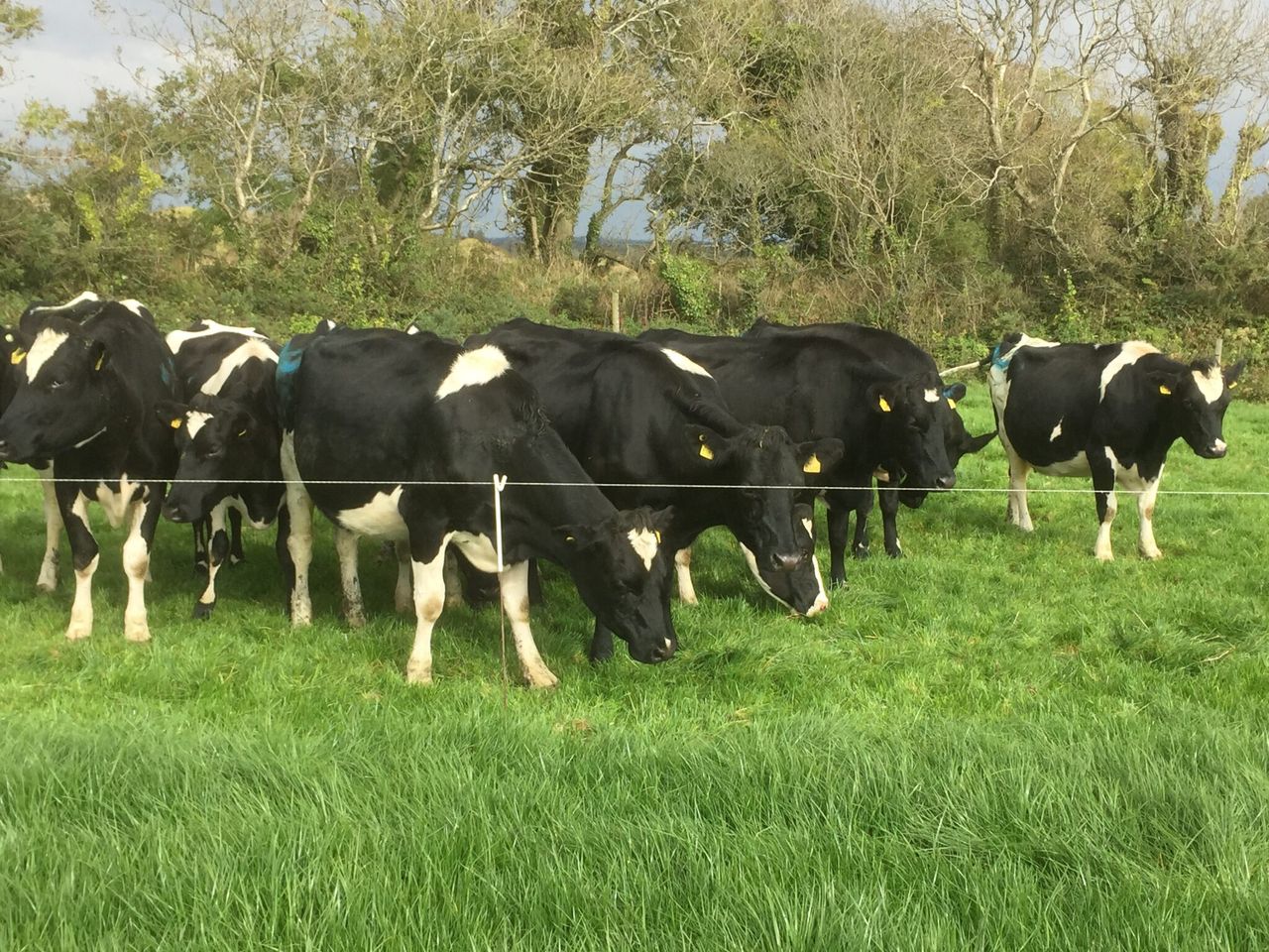 Payment rates for the Small Dairy Farmer Scheme in NI announced