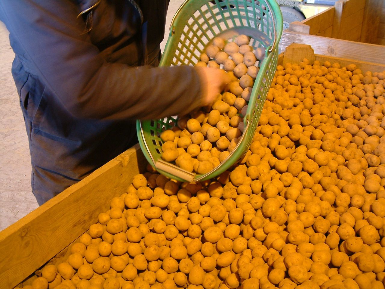 Grower feedback wanted on changes to seed potato standards