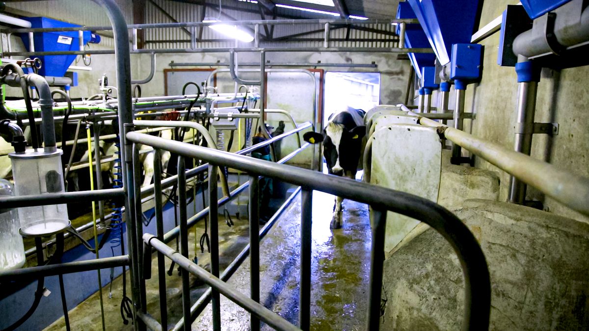 Parlour training your in-calf heifers, have you started yet?