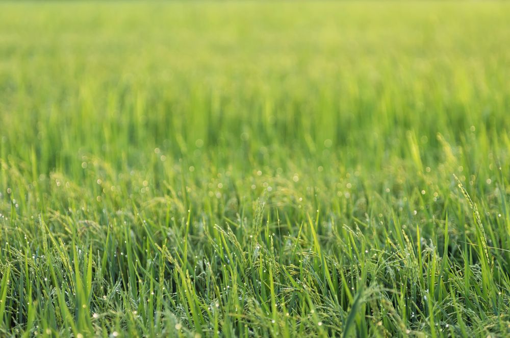 AberGreen grass wins prestigious variety cup