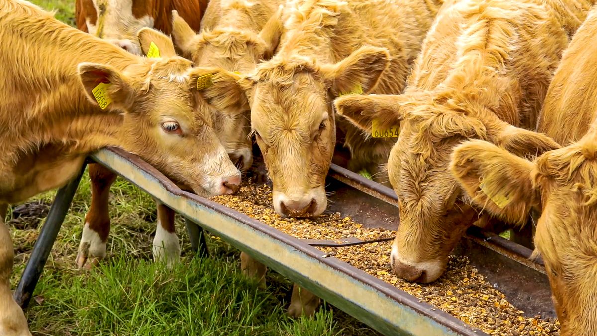 Wales: Bovine TB advisory group to meet for the first time this week