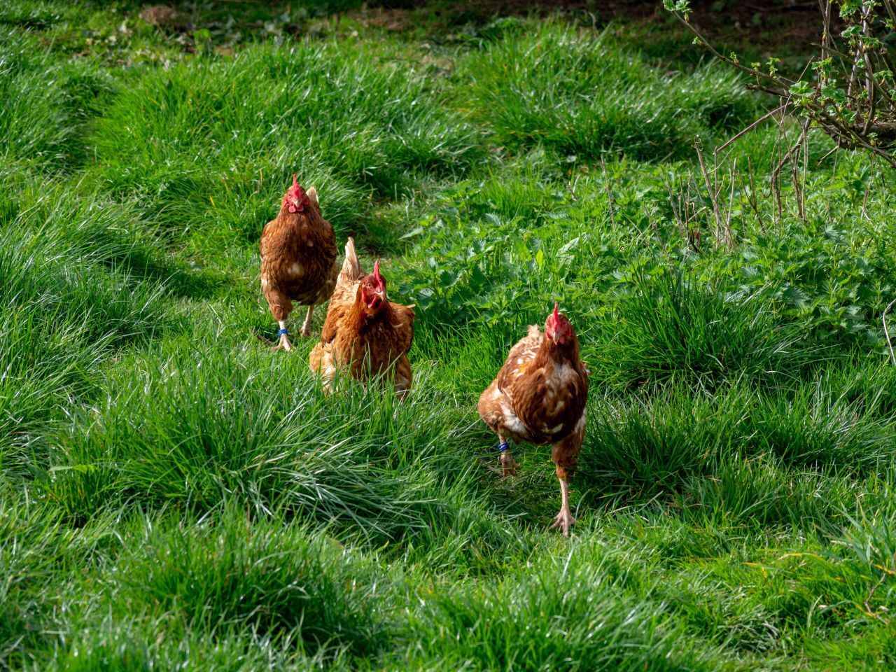 Scottish scientists devlop ways to measure bone quality in poultry
