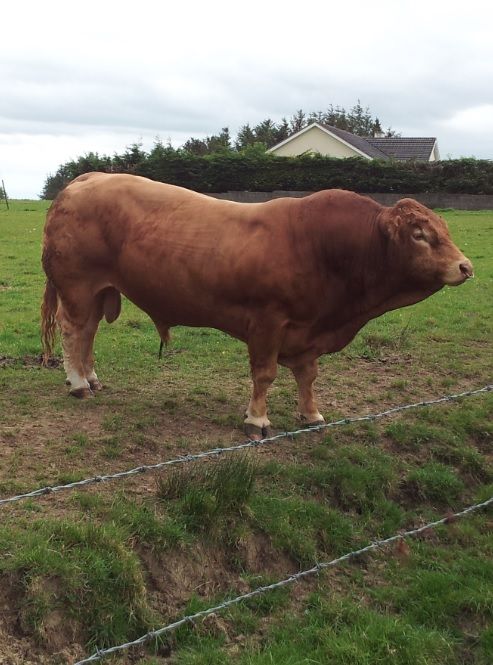 5 things to know before buying a bull