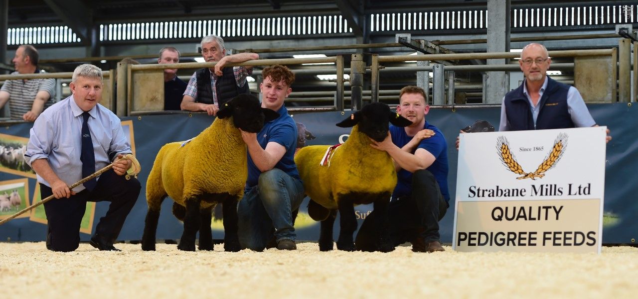10,000gns hit 3 times at Suffolk Sheep Society NI premier sale