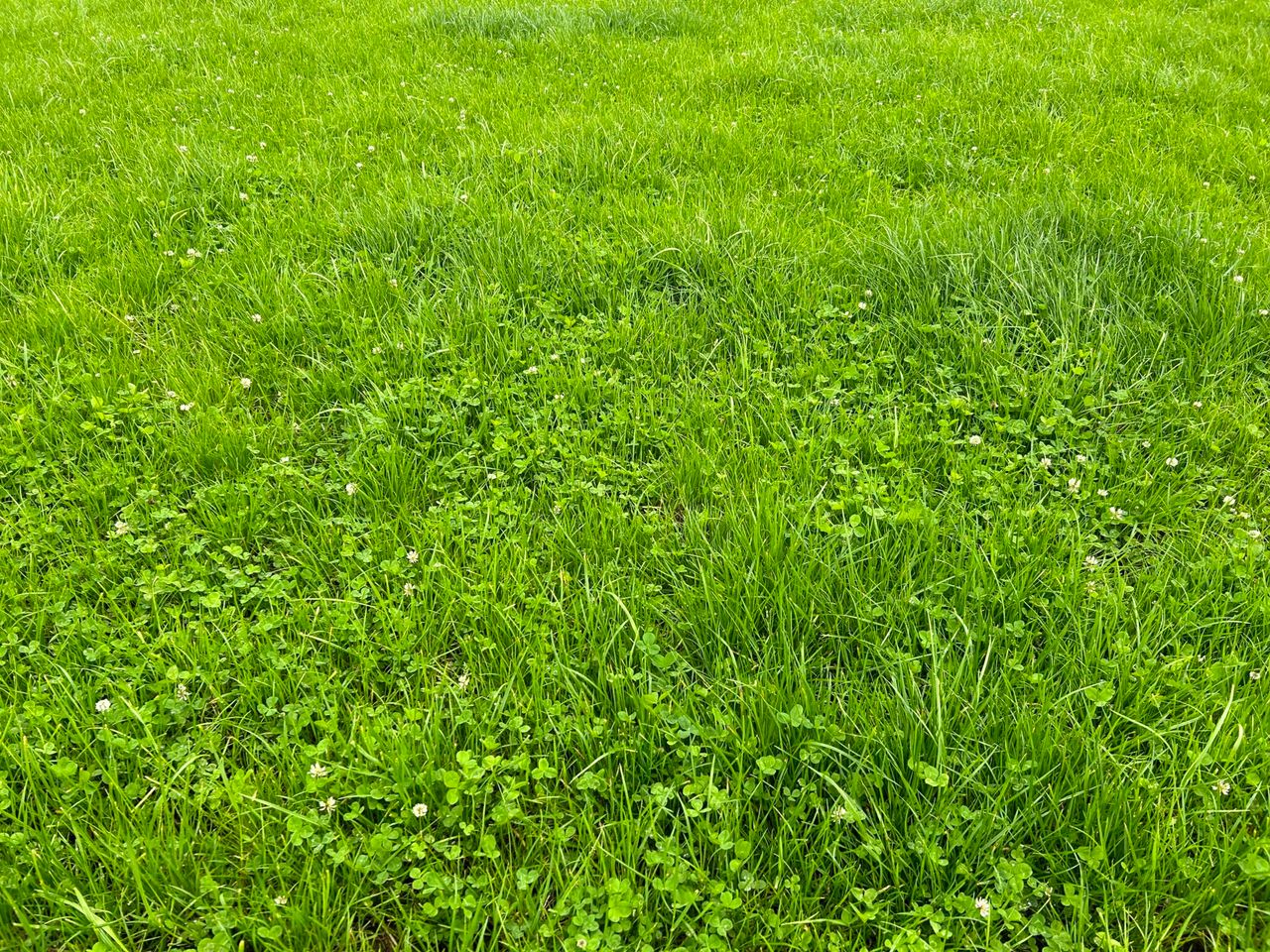 Identifying paddocks suitable for clover establishment