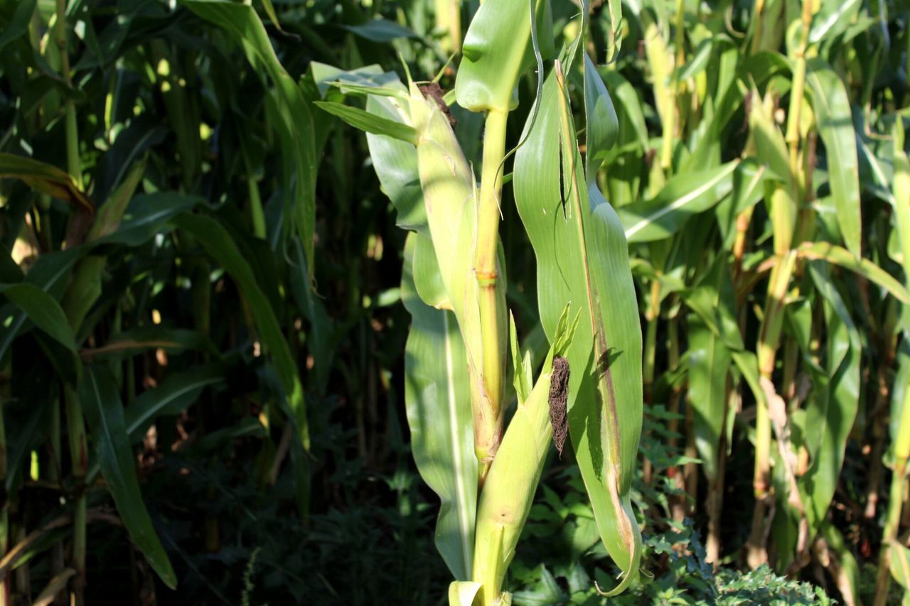 Changing weather patterns impacting on forage maize yields