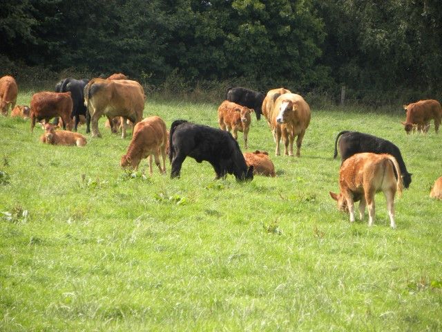 Comment: EID for cattle – the debate is on