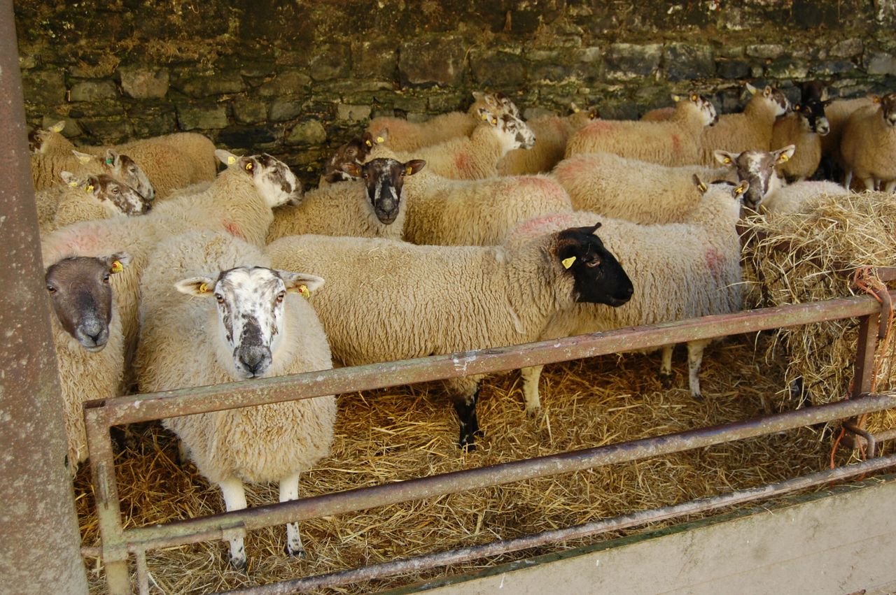 Council issues warning to dog owners after 3 huskies worry housed sheep