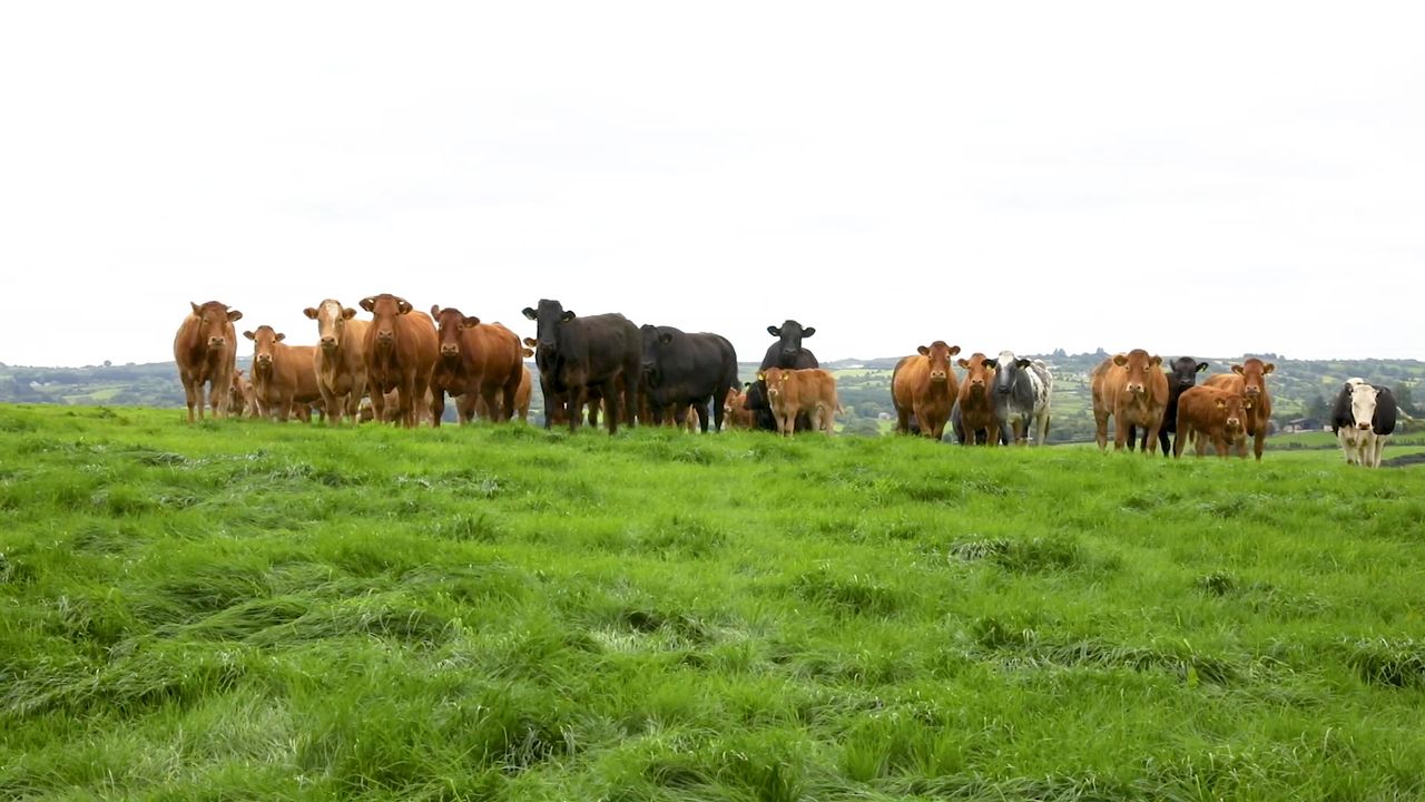 New bTB report will be ‘bedrock’ of eradication campaign – UFU