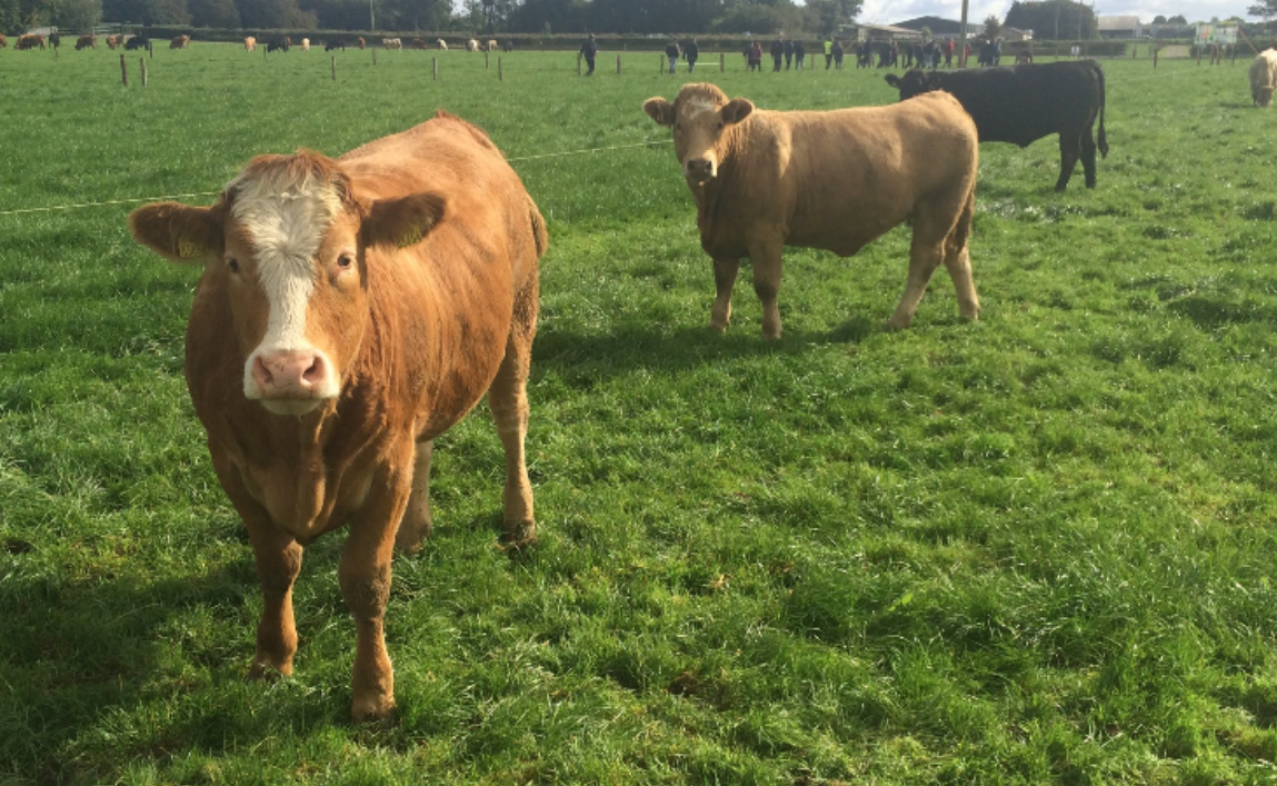 Scotland: Views sought on changes to bovine TB Order