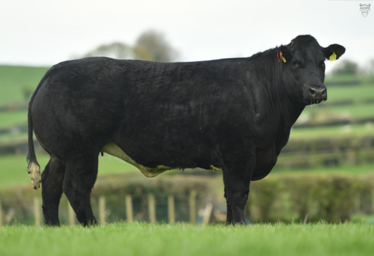In-calf blue heifer sells for £10,000 at Jalex on-farm sale