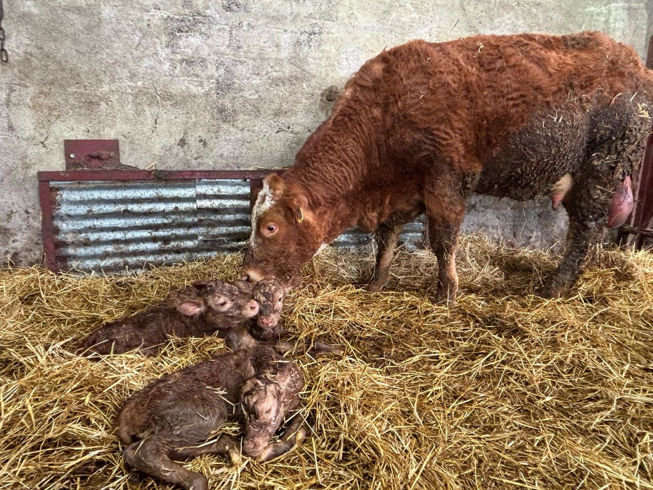 Triplet heifer calves born on Co. Tyrone farm