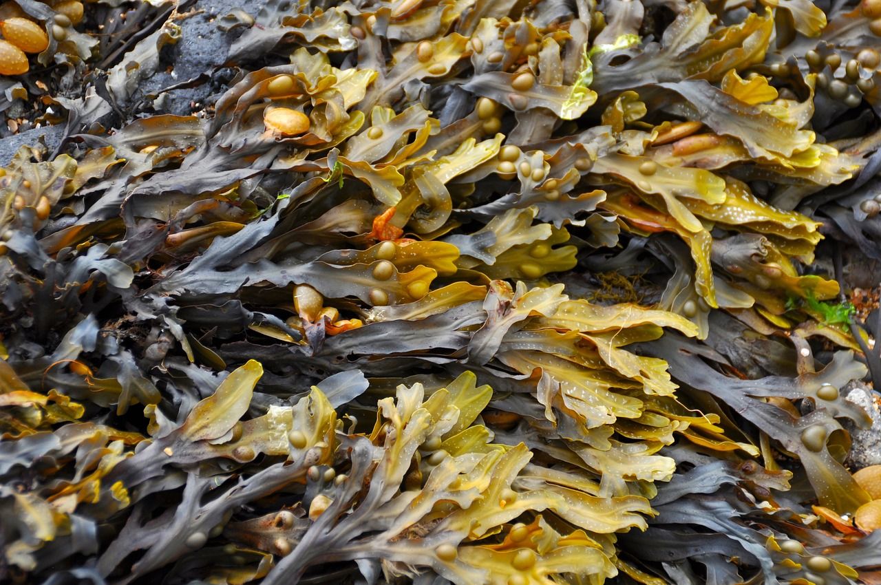 Seaweed supplements proven to cut methane emissions in cattle by 38%