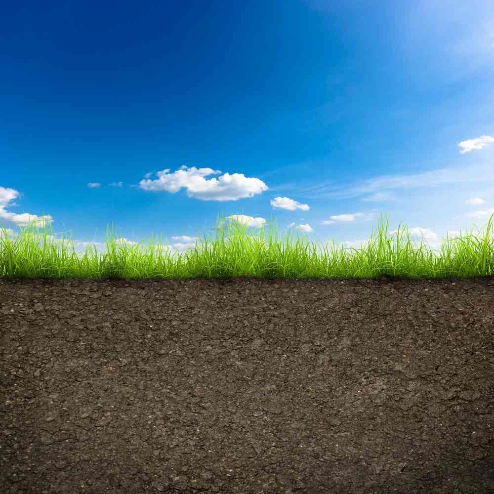 11 per cent increase in potato crops in Northern Ireland