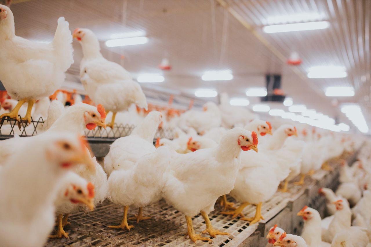 Bird flu prevention zones lifted across Great Britain - Defra