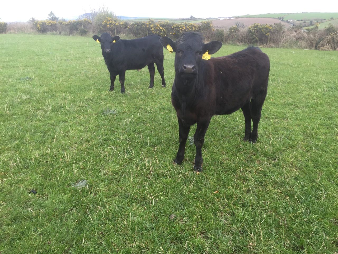 Irish farmers paid more for R3 heifers than farmers in the UK