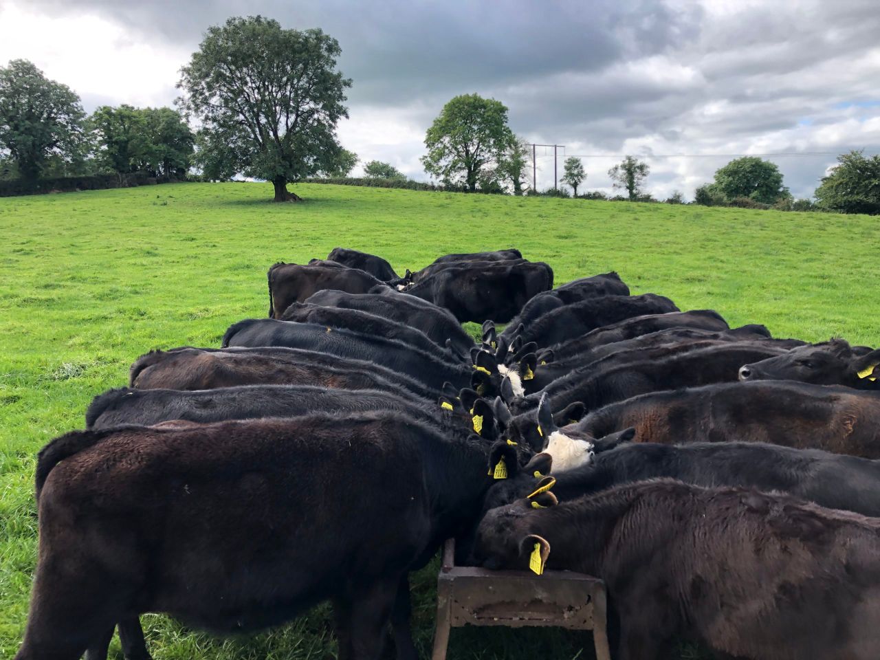 Opinion: What does future sustainability look like for Irish farmers?