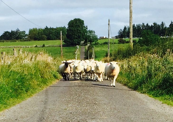 Sheep shearing results from Westmeath
