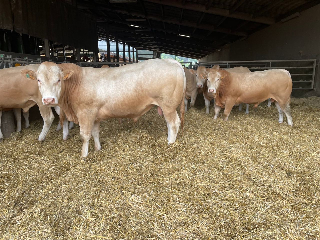 Defra: French ruminant livestock imports to UK postponed