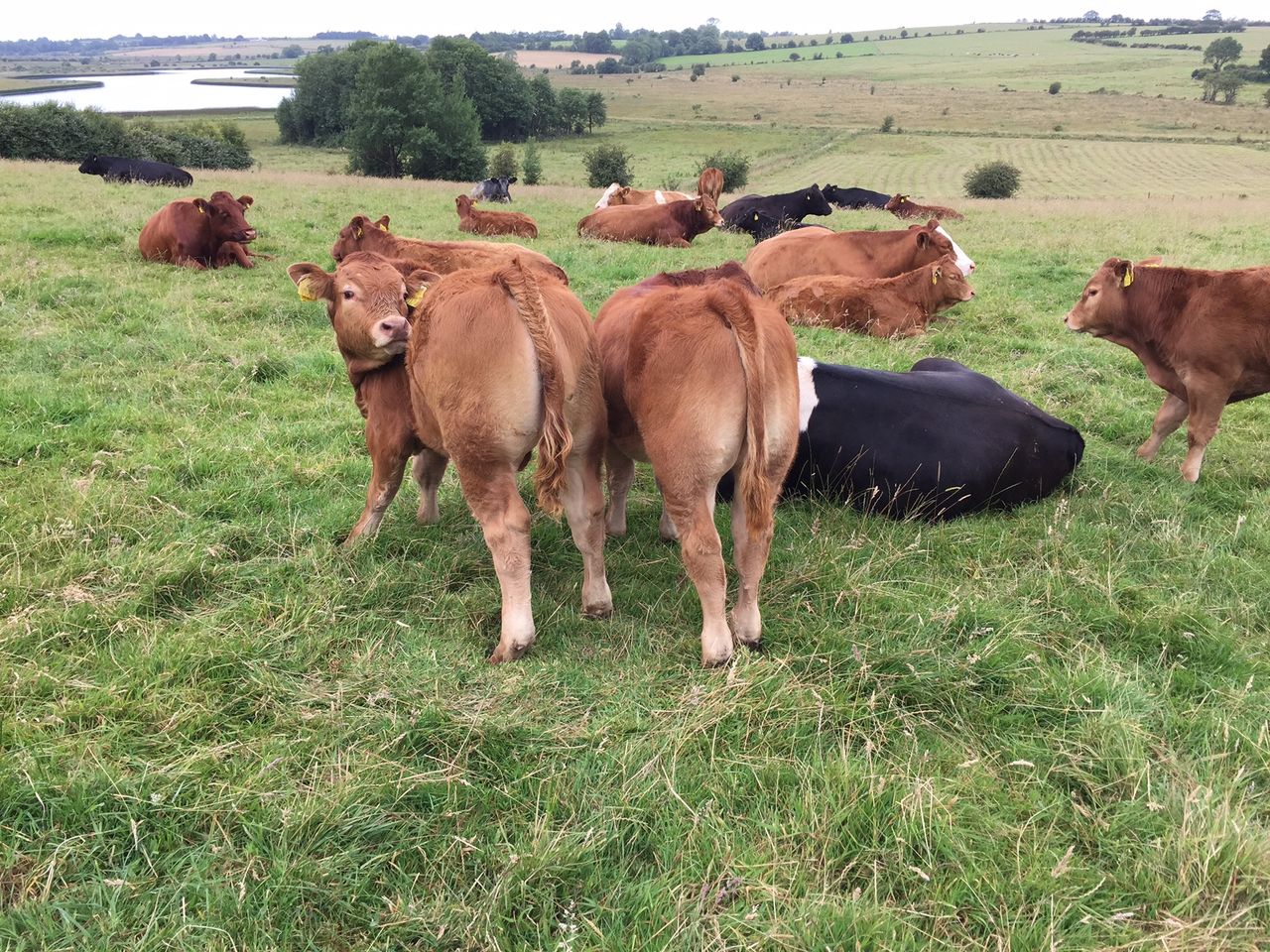 Cattle trade remains steady as farmers return to the ring after the Ploughing