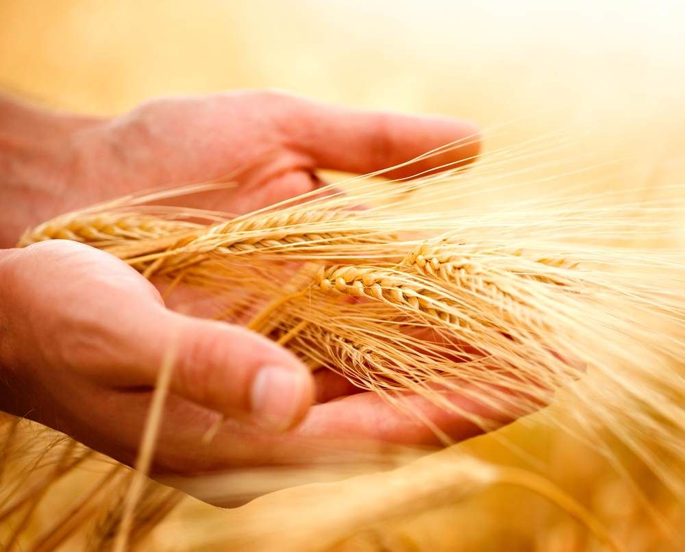 Despite bad weather, cereal yields up
