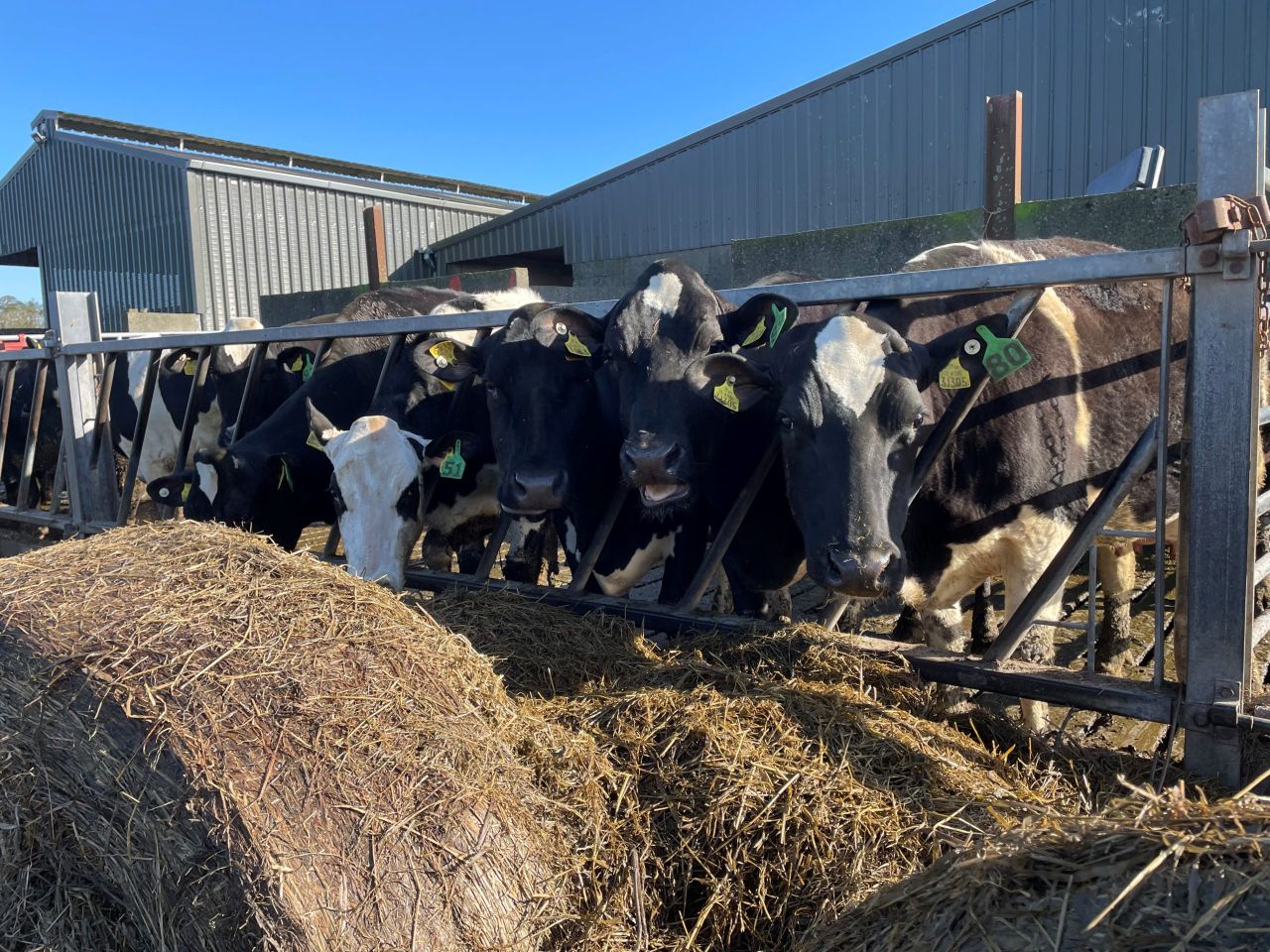 Adapting dry-cow care for autumn calving amid drought
